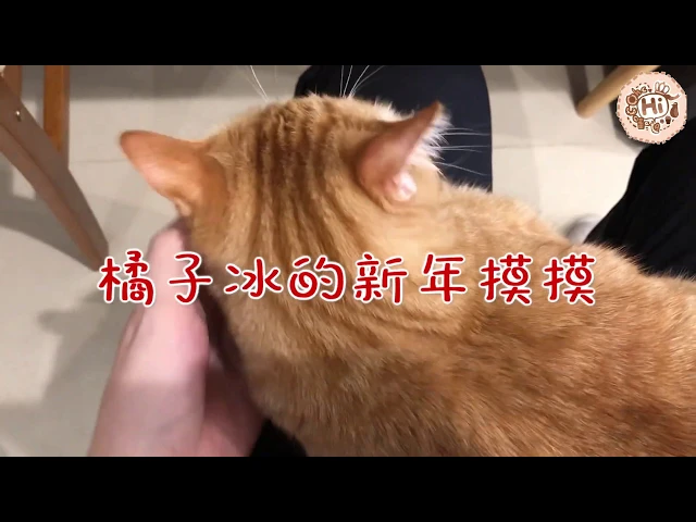 【巧克力】『橘子冰的日常』- 不要紅包要摸摸 橘子冰的新年摸摸!